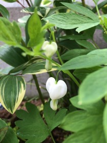 タイツリソウ　ぷっくりしたお花がかわいい