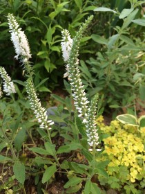 トラノオ 低めに咲いてくれるので花壇の隙間にGood!